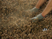 Load image into Gallery viewer, 山頂狀圓土窯柴焙龍眼乾 PeiZao Dried Smoked Longan