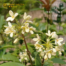 Load image into Gallery viewer, 舞間茶心桂花包種茶包 Dancing Tea Osmanthus Pouchong Tea Bag