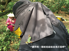 Load image into Gallery viewer, 山頂狀圓東山土窯柴焙桂圓 PeiZao Dongshan Earth Kiln Dried Smoked Longan