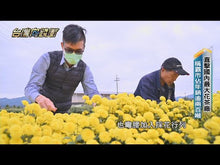 Load and play video in Gallery viewer, 曼寧有機皇家錫蘭紅茶 Magnet Organic Royal Ceylon Tea