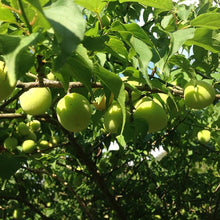 Load image into Gallery viewer, 祥記梅粉 Shangi Plum Powder