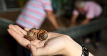 Load image into Gallery viewer, 山頂狀圓土窯柴焙龍眼乾 PeiZao Dried Smoked Longan
