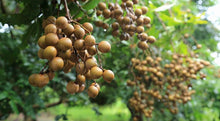 Load image into Gallery viewer, 山頂狀圓土窯柴焙龍眼乾 PeiZao Dried Smoked Longan
