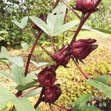 Load image into Gallery viewer, 舞間茶心洛神紅茶6入茶包 Dancing Tea Roselle Tea bag
