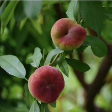 Load image into Gallery viewer, Kimino Sparkling Momo Peach Water 蜜桃氣泡水
