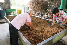 Load image into Gallery viewer, 山頂狀圓東山土窯柴焙桂圓 PeiZao Dongshan Earth Kiln Dried Smoked Longan
