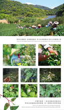 Load image into Gallery viewer, 淨源草木之森茶葉禮盒 (清香烏龍75g X 小葉紅茶30g)  Ching Yuan Tea Gift Set-Grassy Forest (Light-Roasted Oolong+Black Tea)
