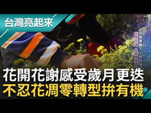 Load and play video in Gallery viewer, 里仁銅鑼杭菊 Leezen Tongluo Chrysanthemum White
