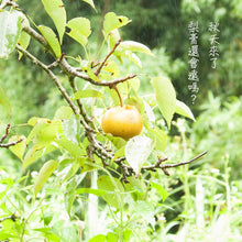 Load image into Gallery viewer, 高仰三秋梨膏 Gaoyangsan Autumn Pear Cream
