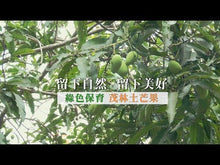 Load and play video in Gallery viewer, 里仁土芒果青鮮果乾 Leezen Dried Green Mango
